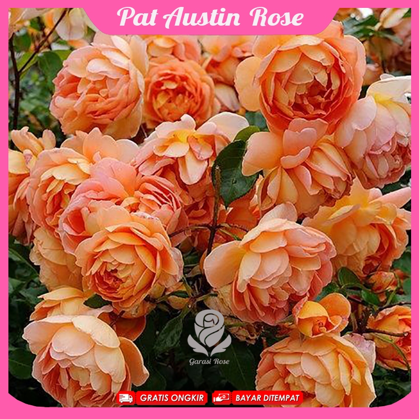 Mawar Import Pat Austin - Mawar Rambat Wangi - David Austin Rose