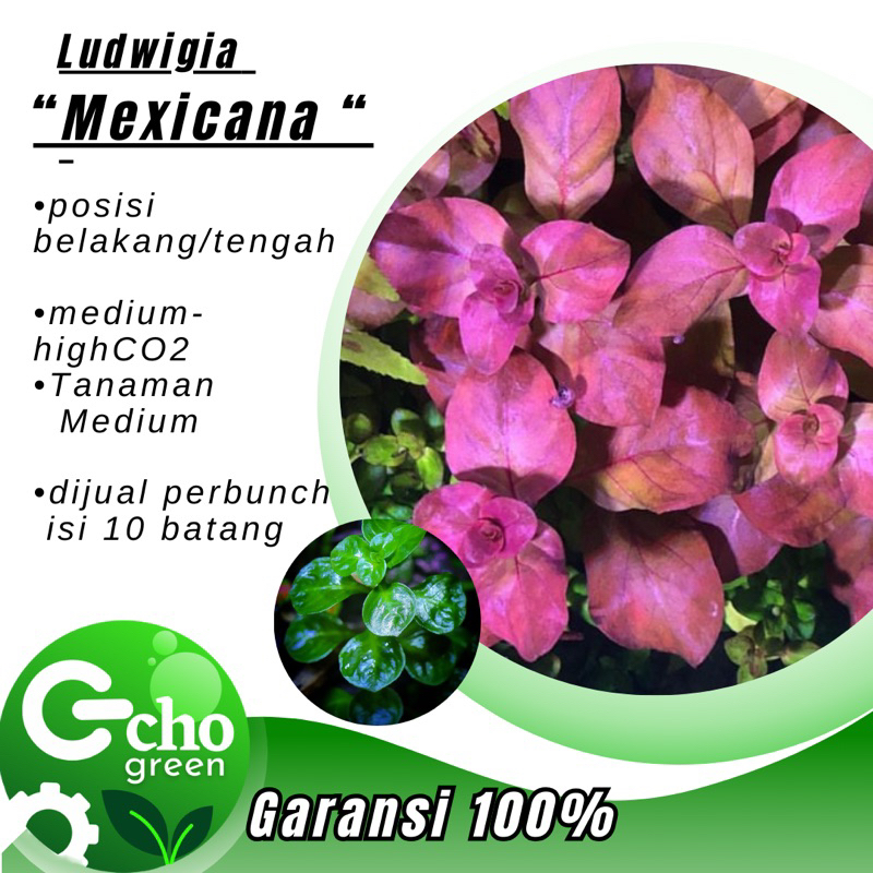 Ludwigia Mexicana - Tanaman Aquascape Aquarium -Tanaman Aquascape tanpa Co2