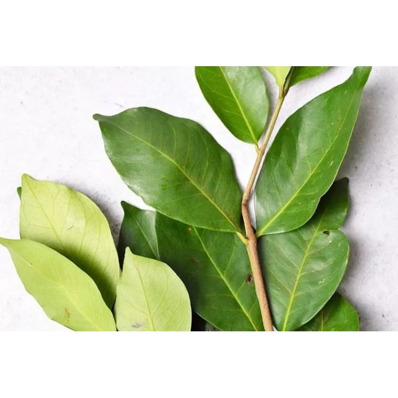 

(SEGAR) DAUN SALAM