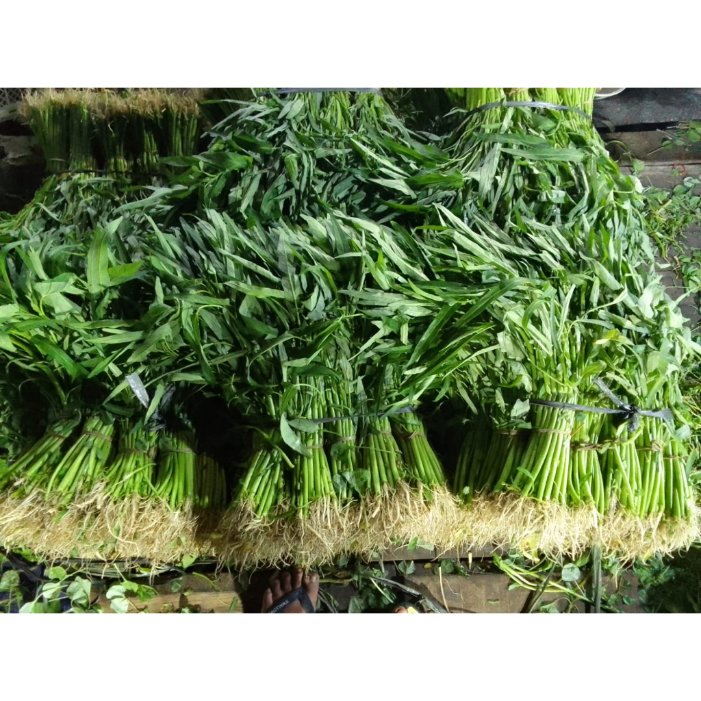 

Kangkung
