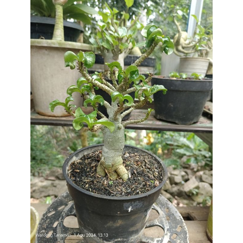 Adenium l DHA Longroot Seed Thailand