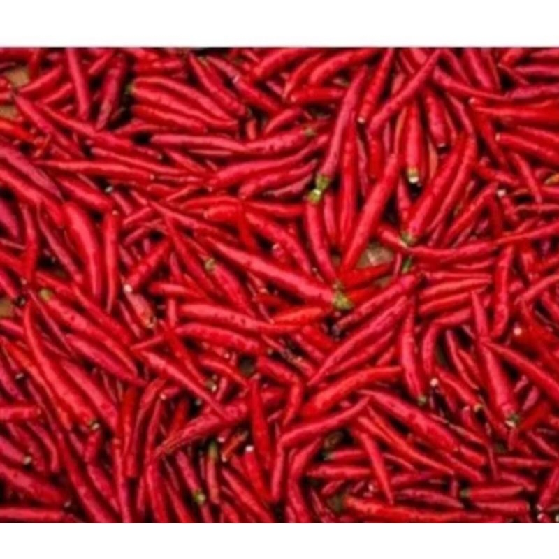 

cabe keriting merah petik