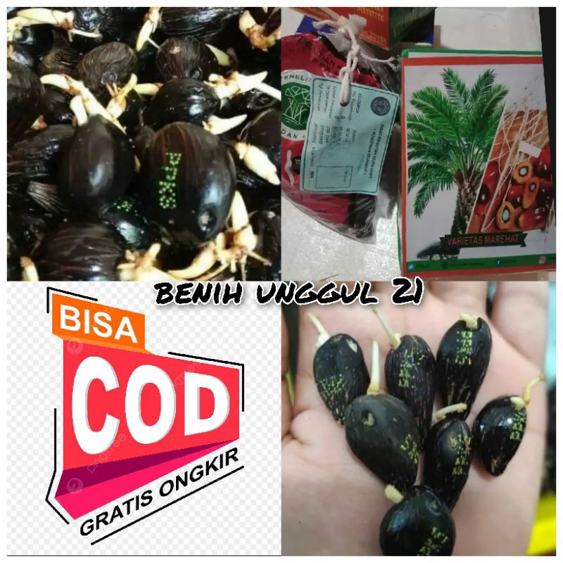 Benih Bibit Sawit PPKS MAREHAT PELEPAH PENDEK original Ber SERTIFIKAT