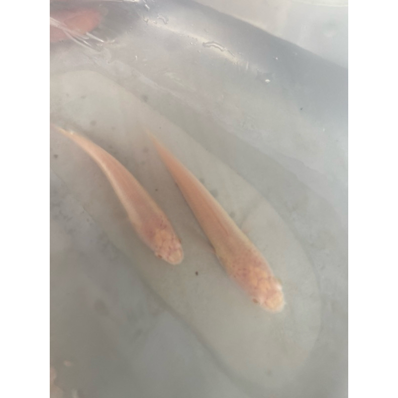 IKAN GABUS ALBINO SEHAT BERKWALITAS LINCAH