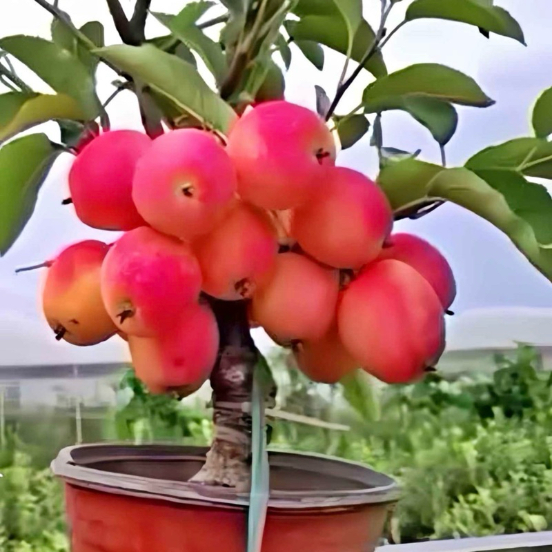 100RB DAPAT 4 bibit apel fuji merah super 100rb dapat 4 batang