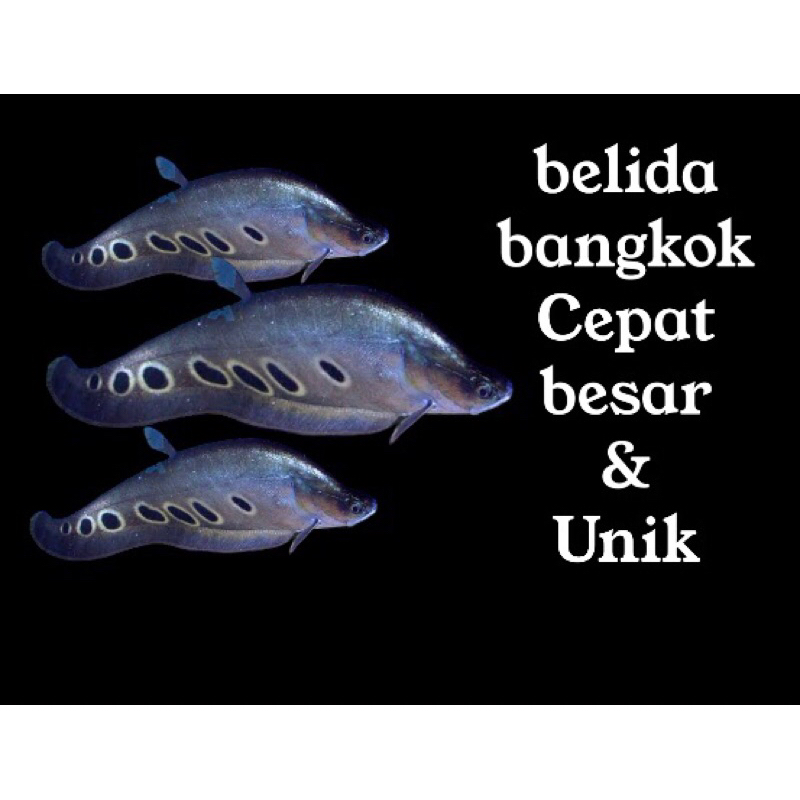 Hiasan aquarium Belida bangkok unik dan cepat besar hiasan akurium