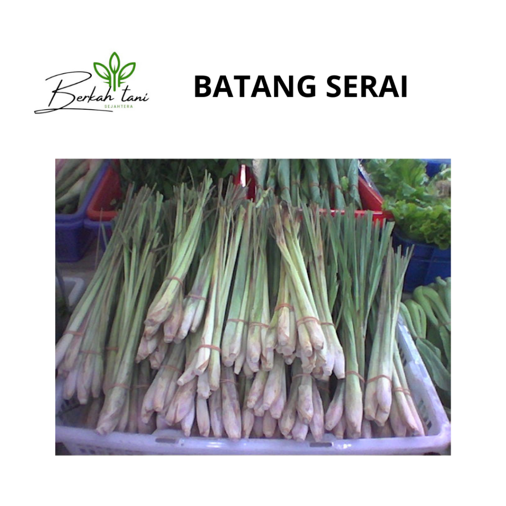 

BATANG SERAI PERIKAT MURAH