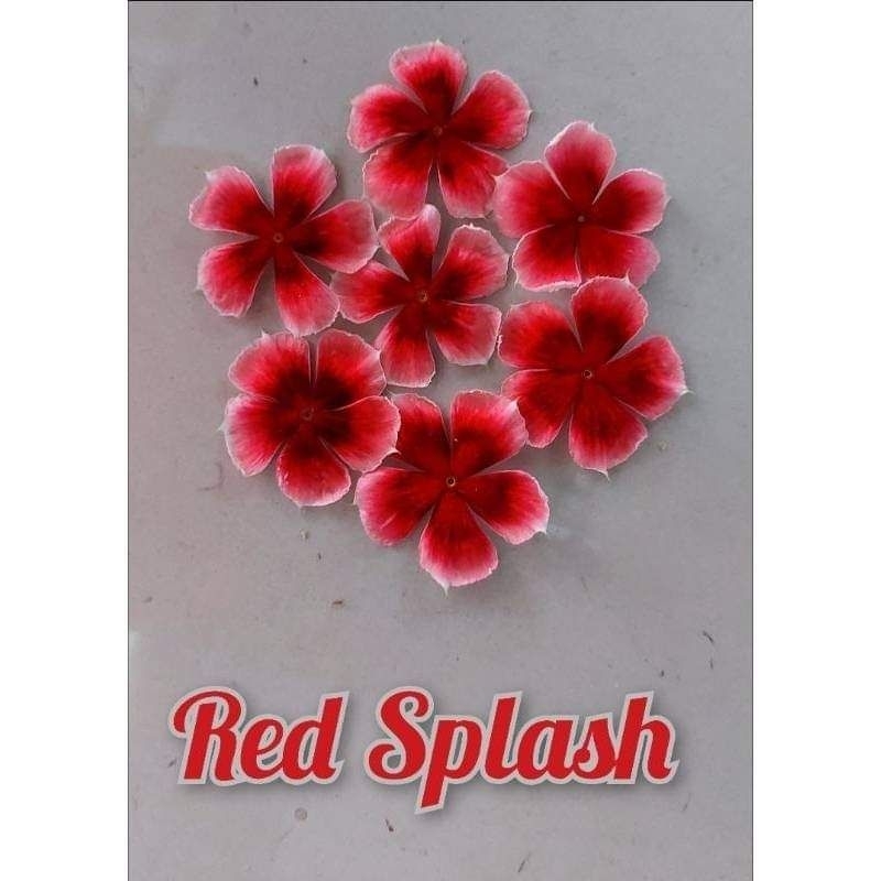 

biji vinca nirvana Red splash