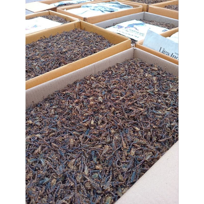 

TERMURAH Kalajengking kering 1kg