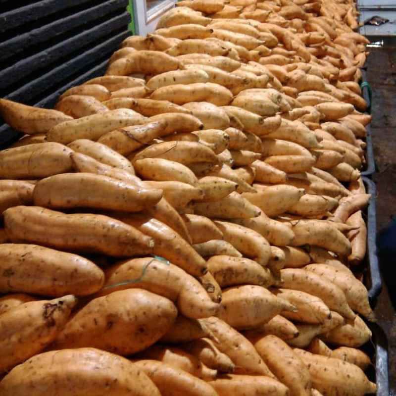 

Ssl09 PAKET MURAH !!! - UBI CILEMBU MENTAH 5 KG AB / TO