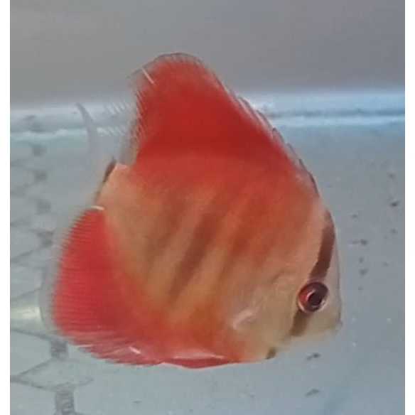 Discus San Merah 2,5 inch s/d 5 inch