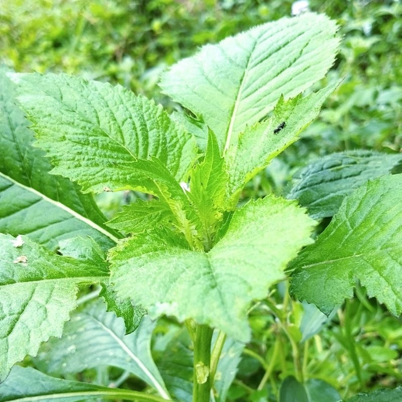 

Sintrong Segar/ Tanaman Sintrong segar/ Daun Sintrong segar berkhasiat