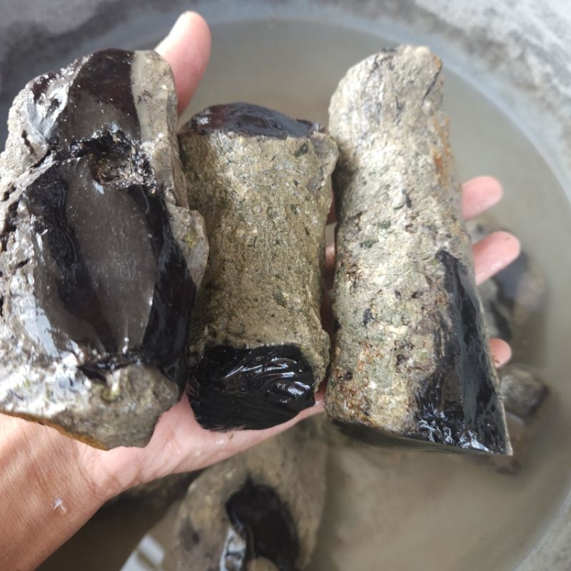 black opal sempur ranting asli banten / black opal banten sempur