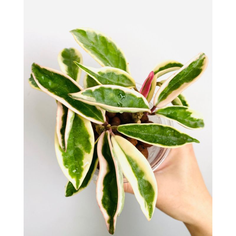 Hoya Carnosa Varigata / Tanaman Gantung hoya karnosa variegata