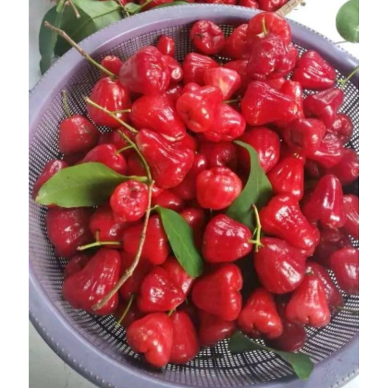 

JAMBU AIR ISI 1KG ..sangat cocok buat rujak