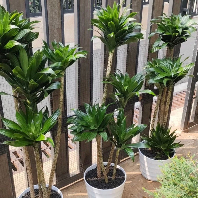 (BISA COD)PAKET 3 Tanaman Hias Dracaena Compacta / Janet Craig