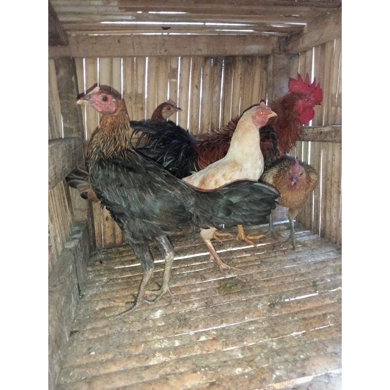 Ayam kampung kampung betina hidup/ayam kampung betina/ayam kampung betina