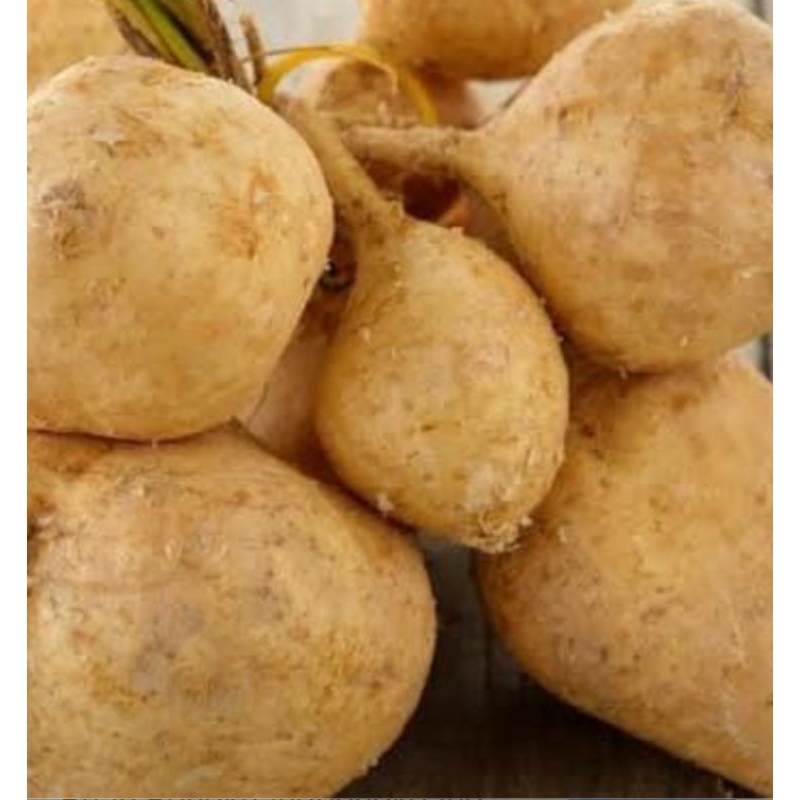 

bengkuang segar buat lutisan 1kg