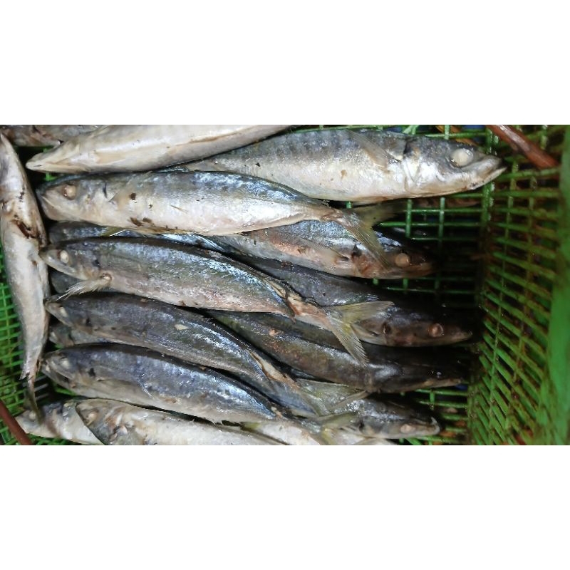 

Ikan cue kecil per biji 2 biji