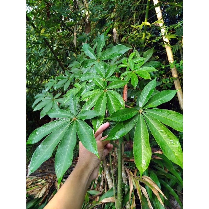 

daun randu / daun kapuk segar 250g petik langsung dari pohon
