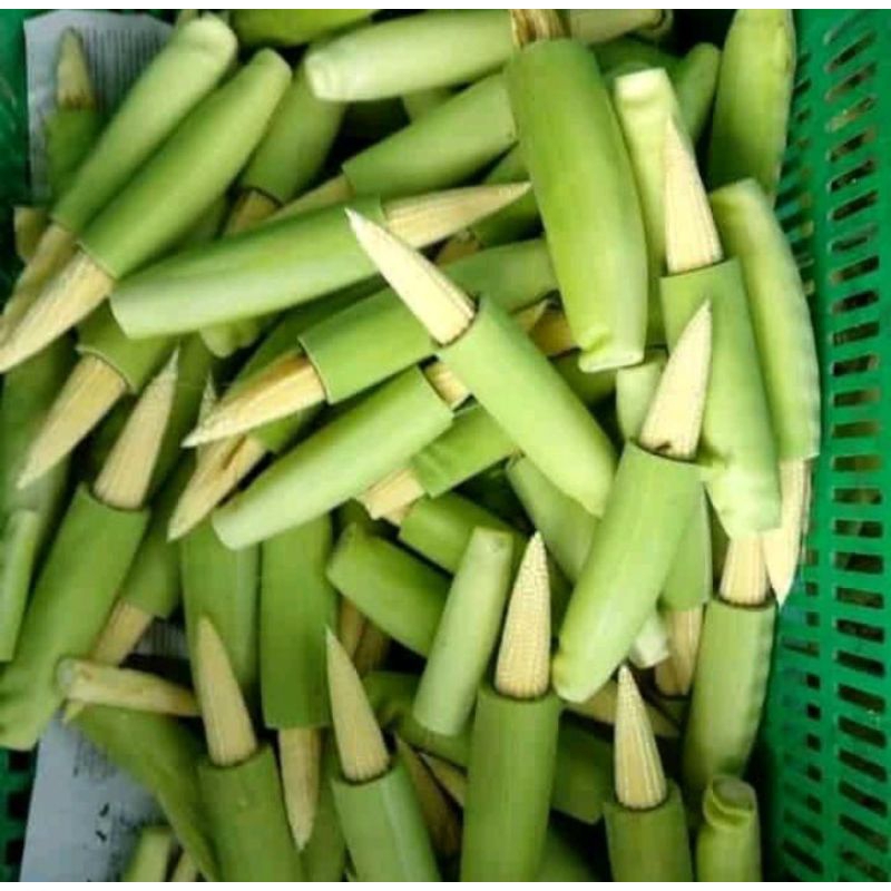 

jagung semi /muda presh 250/500/800gram