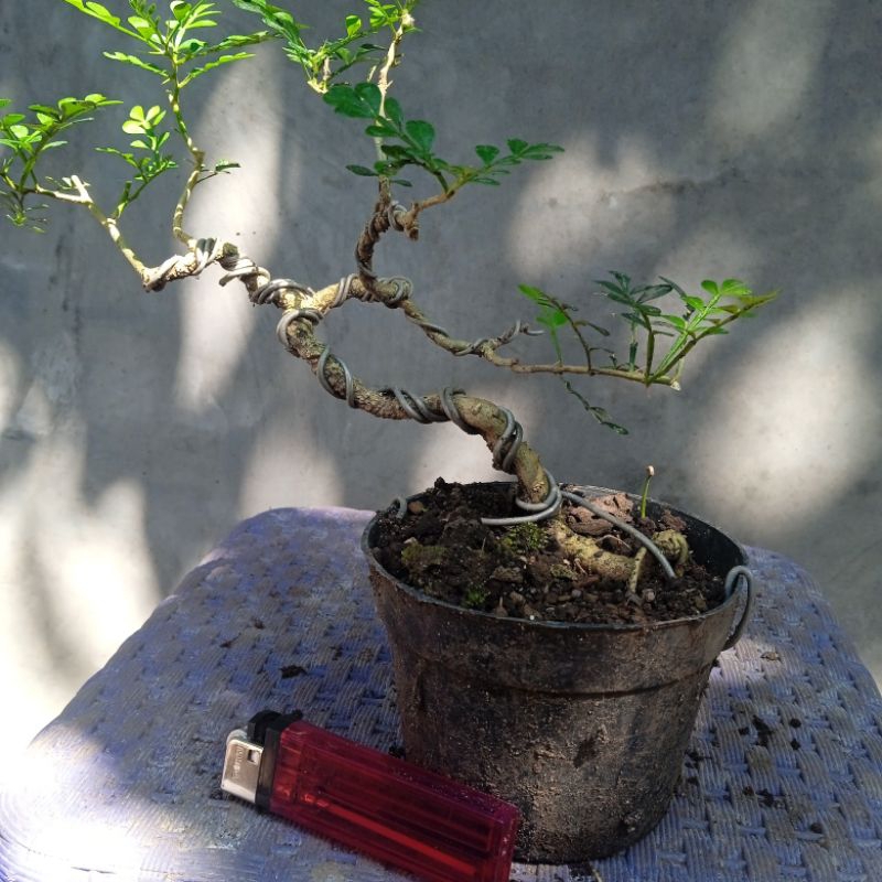 bonsai kawis batu