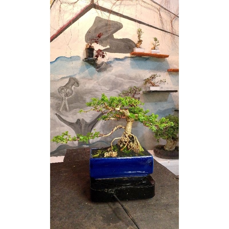 BONSAI SANCANG JADI SIAP PAJANG