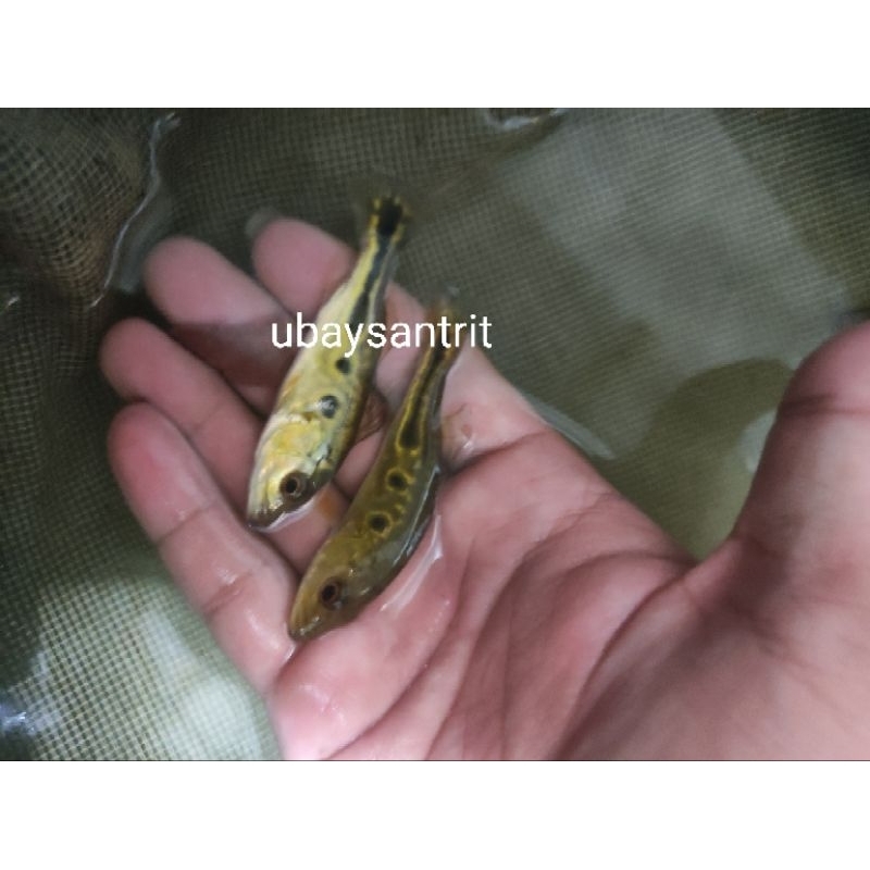 hiasan aquarium pbass brocopondo