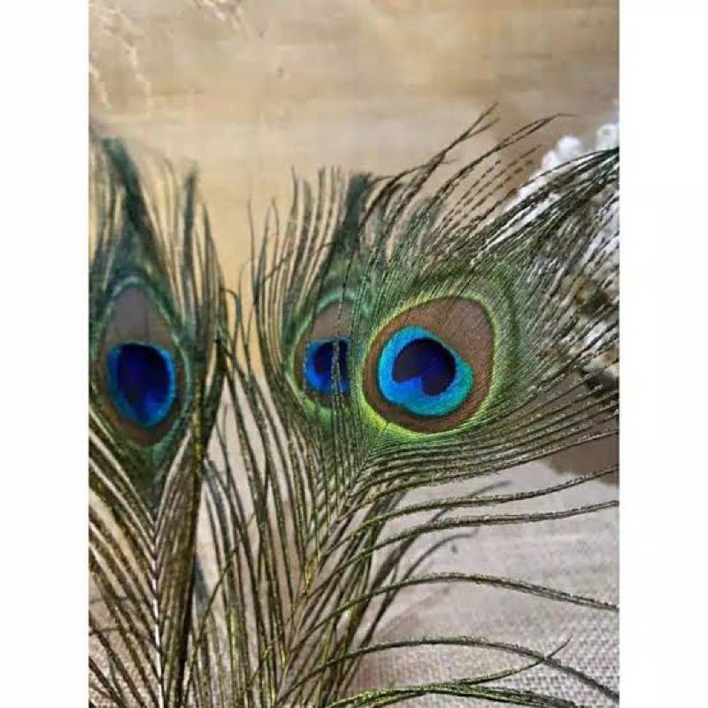 5 Helai Aplikasi Bulu 25-30cm - BuluMerak Sintetis - Bulu Ayam - Bulu Topi