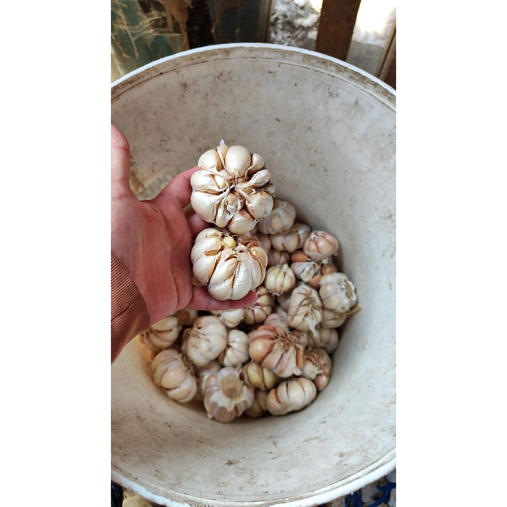 

bawang putih import china. cocok untuk tambahan bumbu