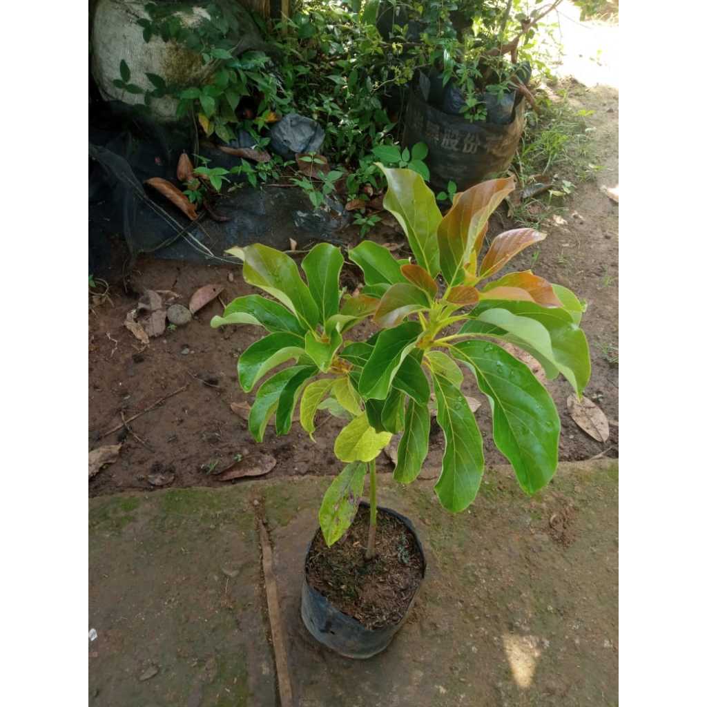 Bibit Alpukat Yellow - Alpukat Yellow Vietnam - Siap Tanam