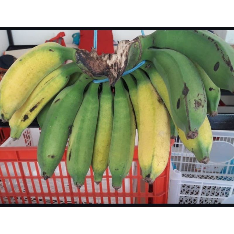 

Pisang kepok Merah / pisang Emas/ pisang raja/ pisang Ambon per sisir