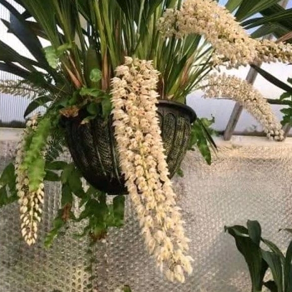 [ DEWASA ] Coelogyne multiflora : Anggrek Sulawesi dengan Gugusan Bunga yang Mempesona