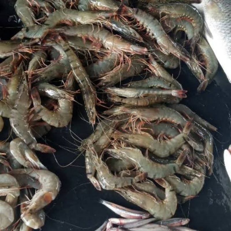 

Udang Empang Fresh Segar, Pasar Murah Makassar