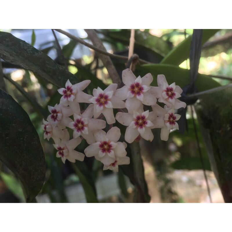 Hoya sp sulawesi