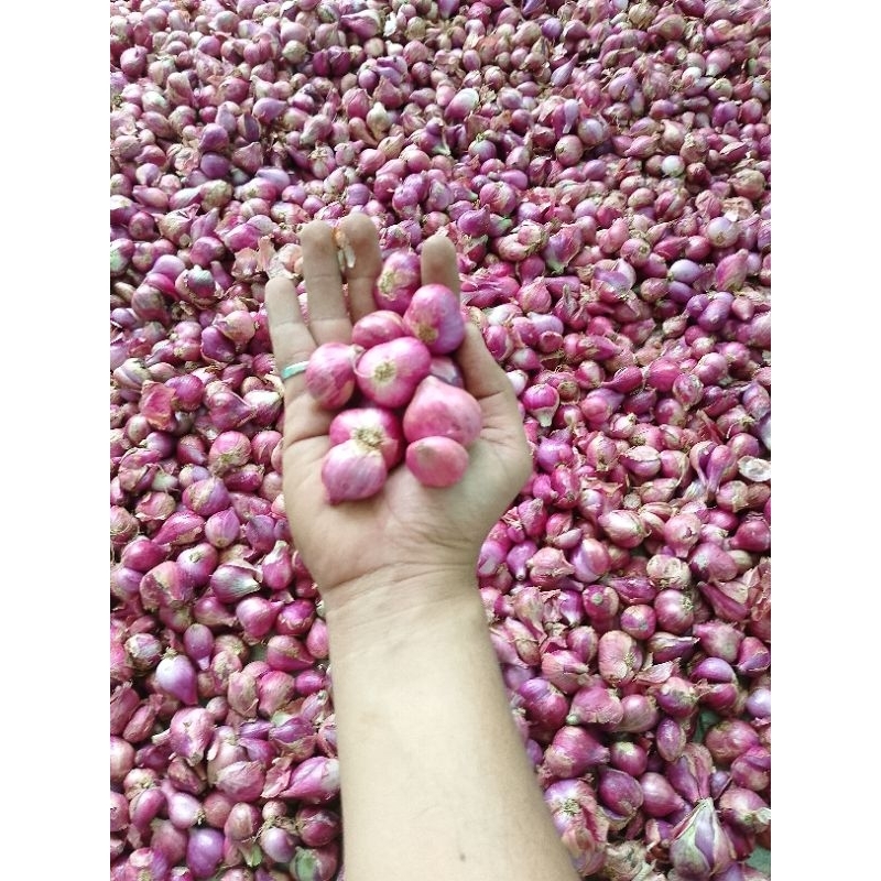 

BAWANG MERAH MURAH 1KG BERKUALITAS