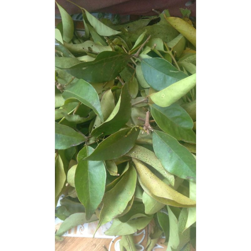 

Daun benalu kopi segar 500gram