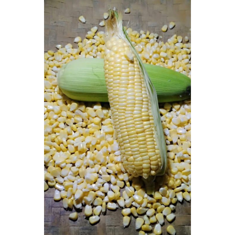 

jagung manis pipil mentah super premium