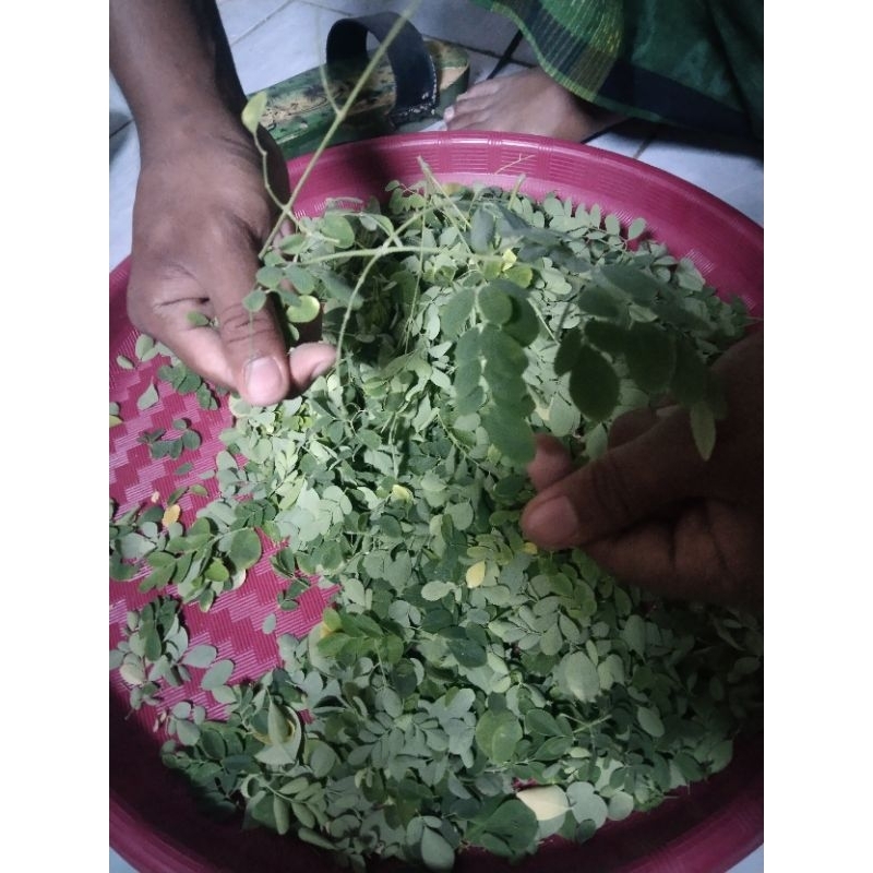 

DAUN KELOR BUBUK ASLI