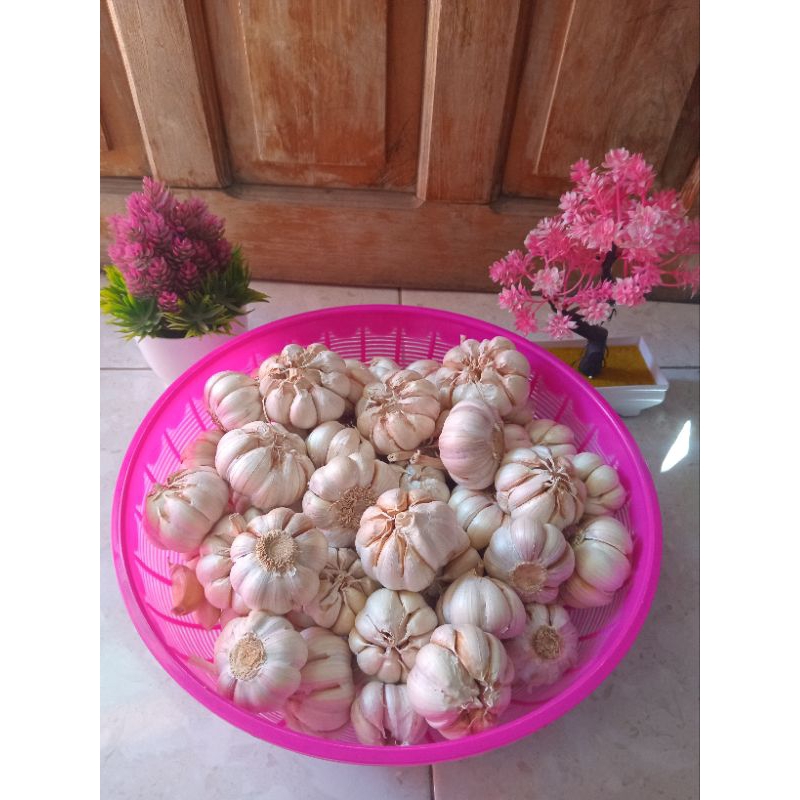 

BAWANG PUTIH KATING 1/2 Kg,KUALITAS TERBAIK