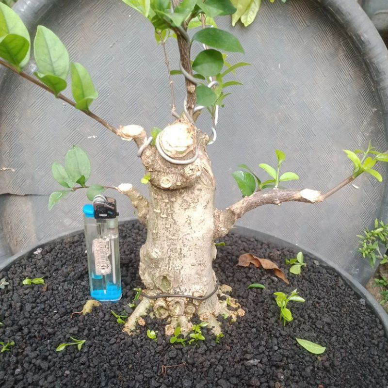 Bahan bonsai anput prokar bogel the maxx