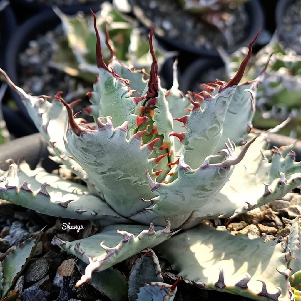 Agave Palmeri 'Katsugen no maiougi' bibit