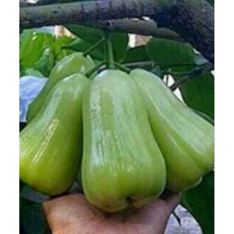 jambu air berbunga berbuah