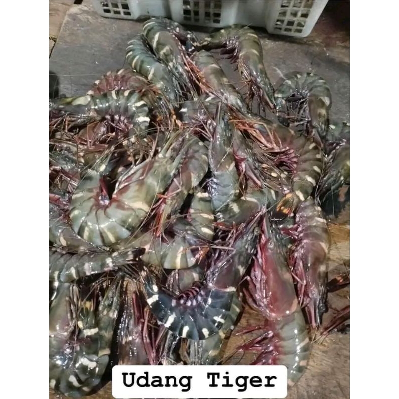 

Udang Windu / Udang Tiger