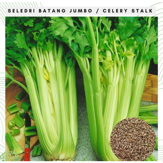 Benih Bibit Biji - Seledri Batang Besar Jumbo Celery Stalk - IMPORT