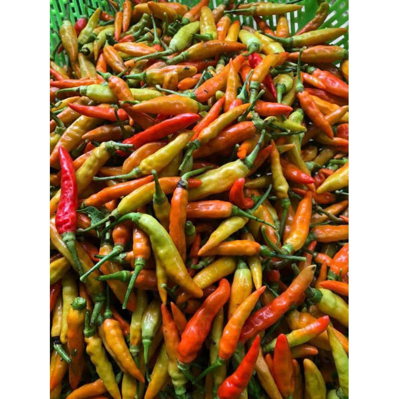 

CABAI/LOMBOK KECIL | Pasar Makassar