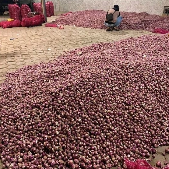 

Bawang Merah Tanggung 500 gram 1/2 kg Kering Fresh