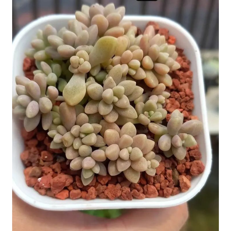mirinae succulent import/ tanaman hias