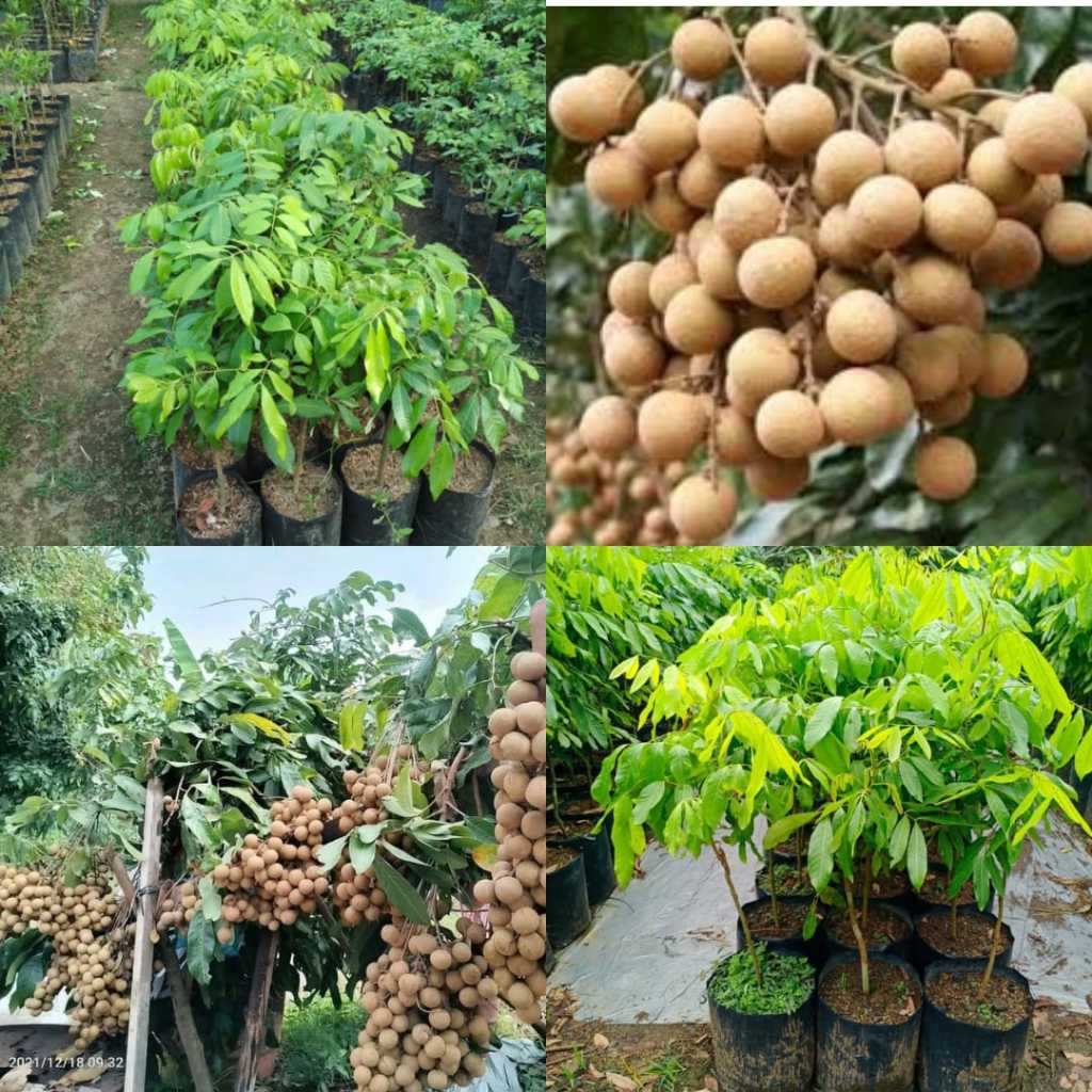 Bibit Kelengkeng Itoh, Bibit Kelengkeng Itoh Super, Bibit Kelengkeng Kateki