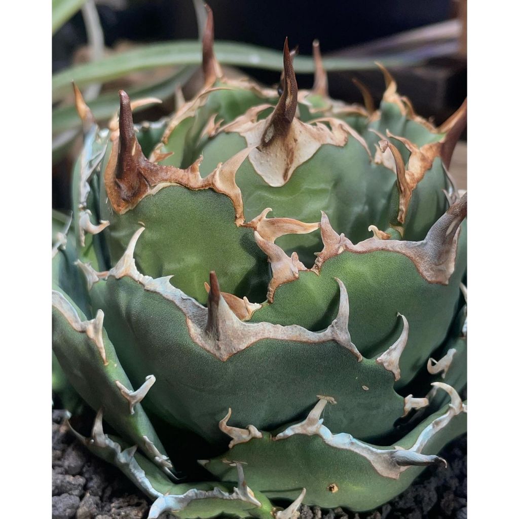 Agave Titanota Seal / Titanota Owl